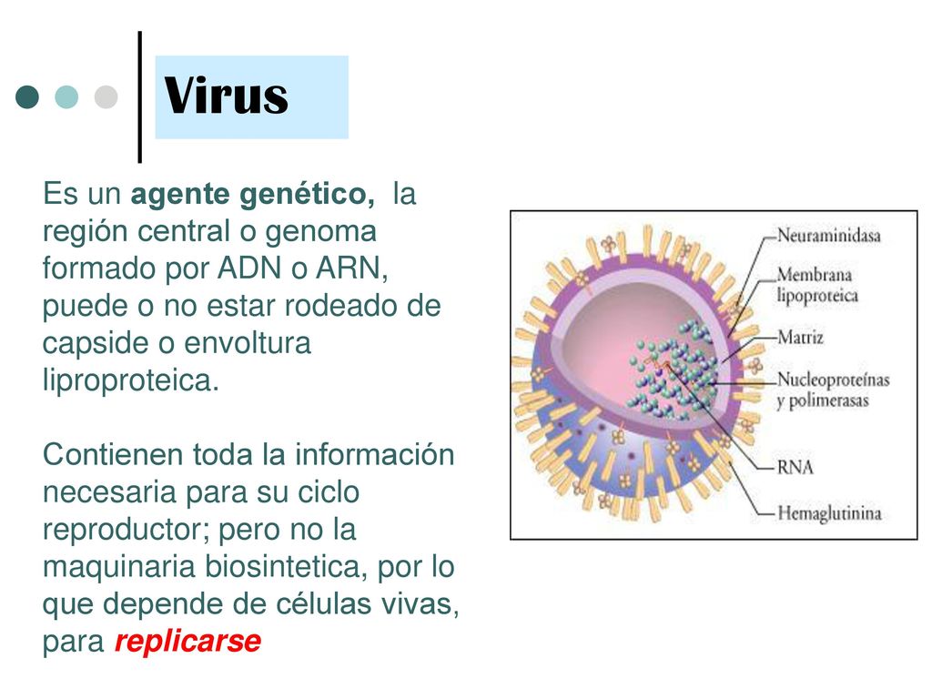 Virus Es un agente genético, la región central o genoma formado por ADN o ARN, puede o no estar rodeado de capside o envoltura liproproteica.