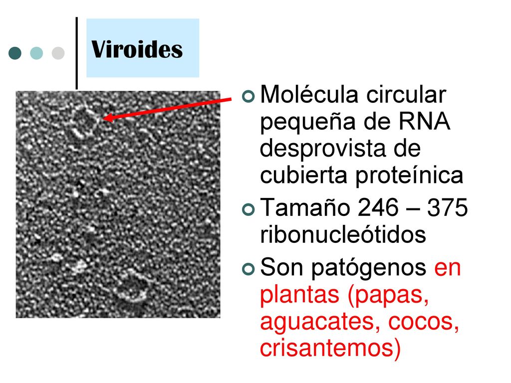 Viroides Molécula circular pequeña de RNA desprovista de cubierta proteínica. Tamaño 246 – 375 ribonucleótidos.