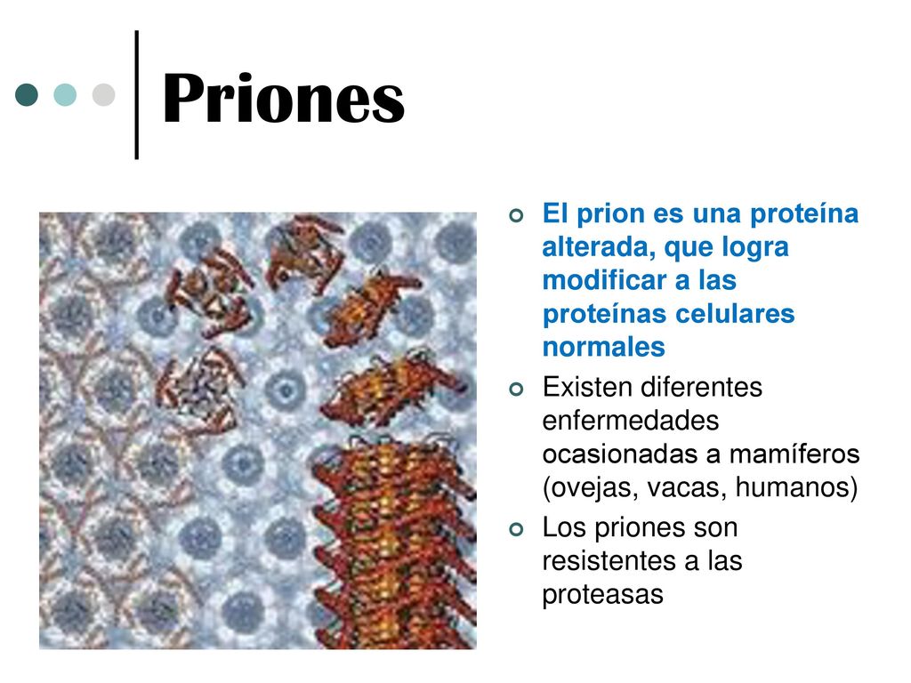 Priones El prion es una proteína alterada, que logra modificar a las proteínas celulares normales.