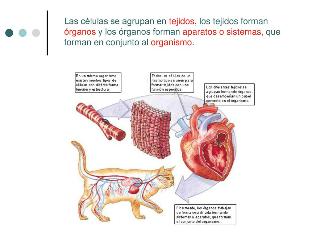 Las células se agrupan en tejidos, los tejidos forman órganos y los órganos forman aparatos o sistemas, que forman en conjunto al organismo.