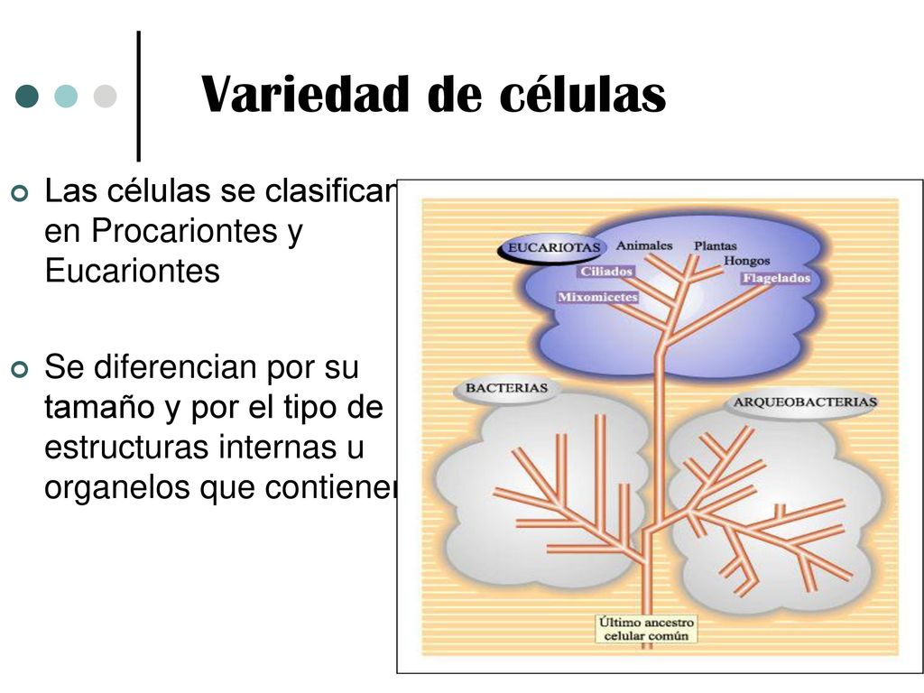 Variedad de células Las células se clasifican en Procariontes y Eucariontes.