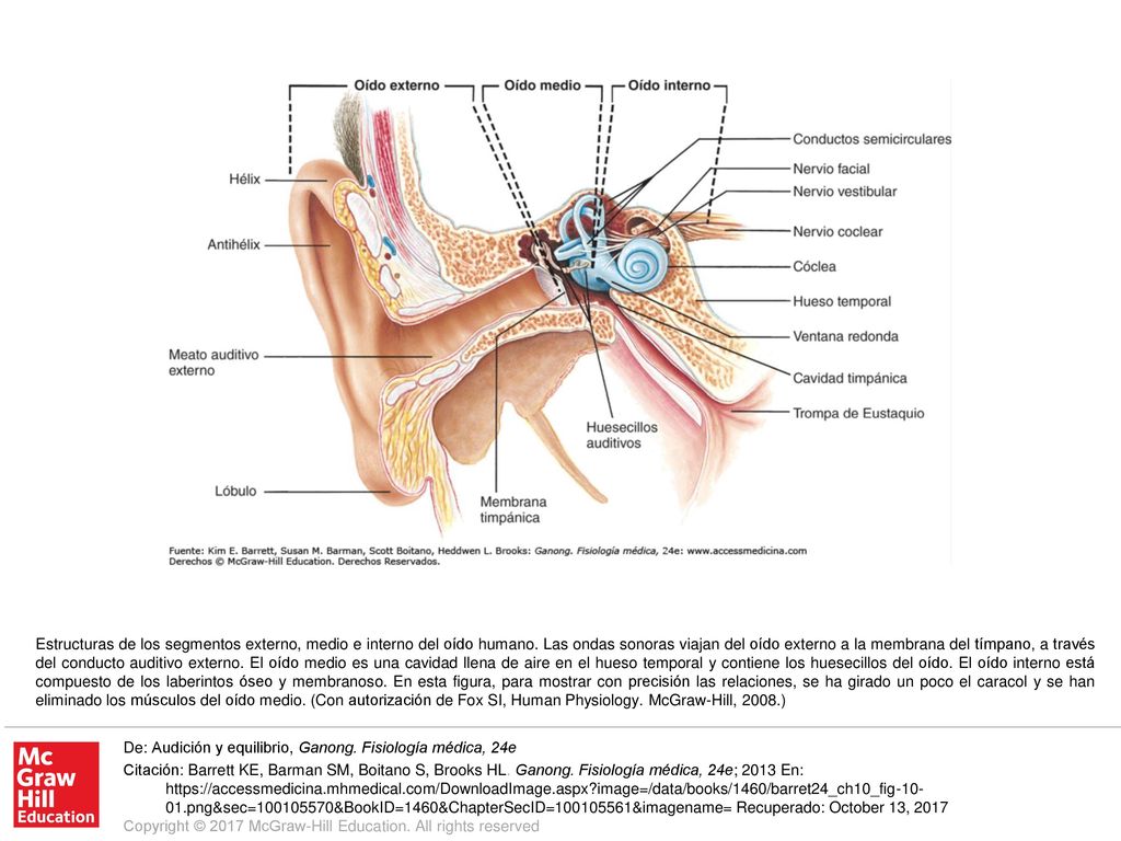 Estructuras de los segmentos externo, medio e interno del oído humano