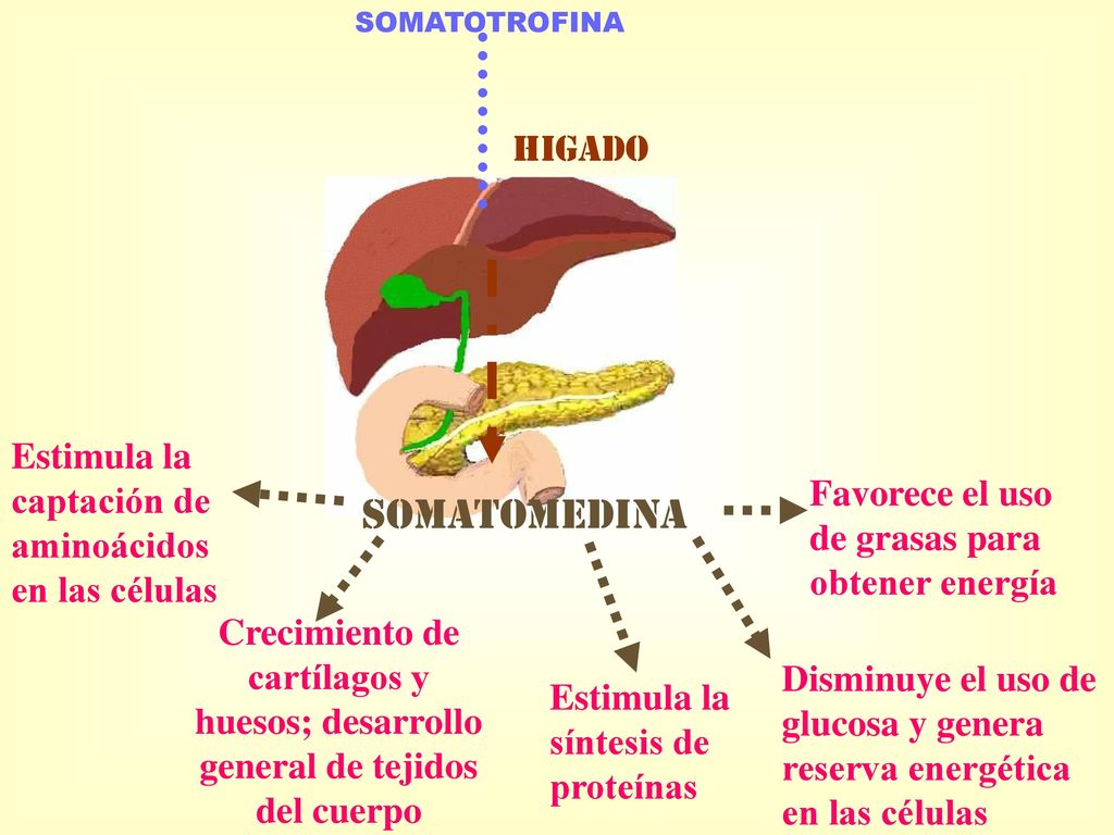 SOMATOTROFINA HIGADO. Estimula la captación de aminoácidos en las células. Favorece el uso de grasas para obtener energía.