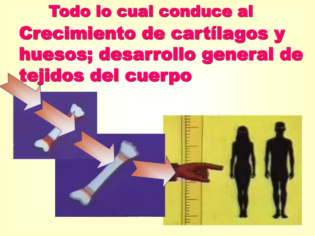 Todo lo cual conduce al Crecimiento de cartílagos y huesos; desarrollo general de tejidos del cuerpo.