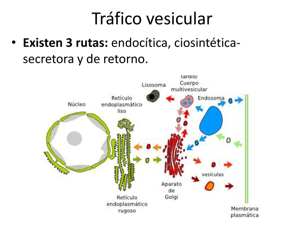 Tráfico vesicular Existen 3 rutas: endocítica, ciosintética-secretora y de retorno.