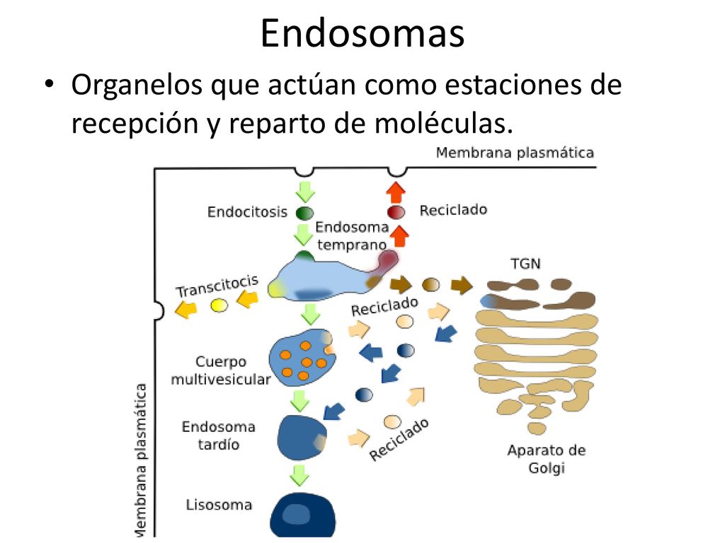 Endosomas Organelos que actúan como estaciones de recepción y reparto de moléculas.