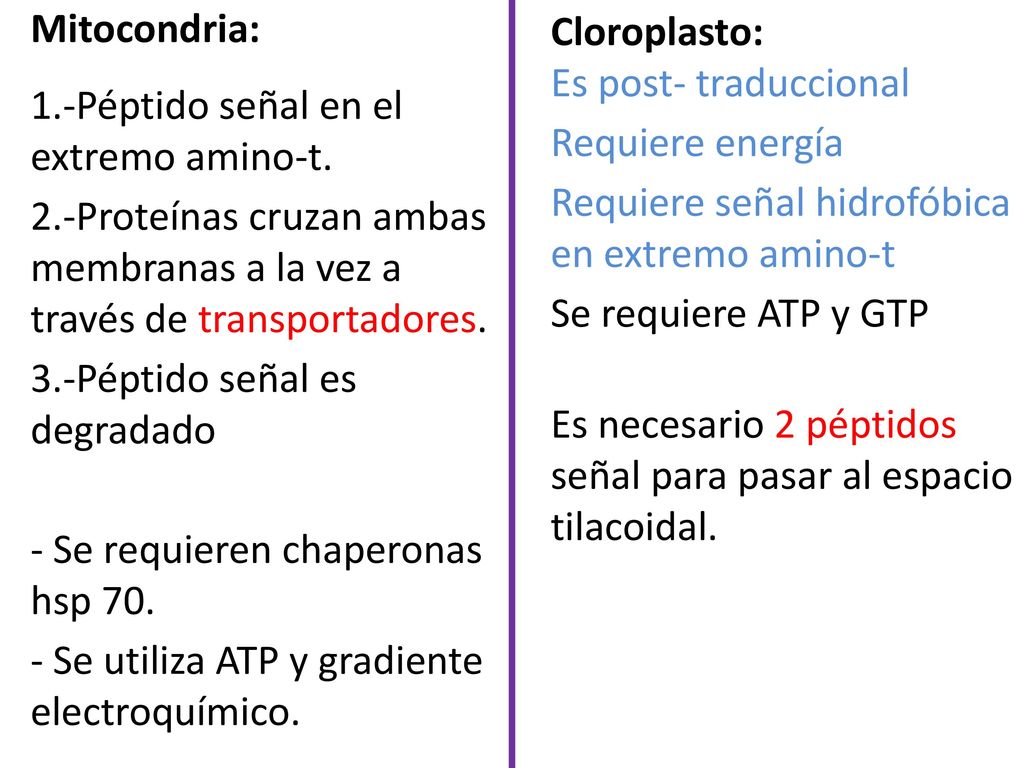 Mitocondria: 1.-Péptido señal en el extremo amino-t. 2.-Proteínas cruzan ambas membranas a la vez a través de transportadores.