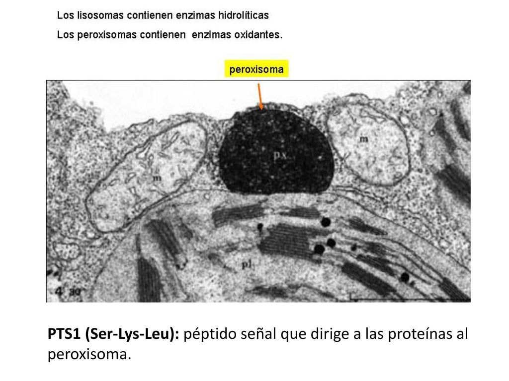 PTS1 (Ser-Lys-Leu): péptido señal que dirige a las proteínas al peroxisoma.