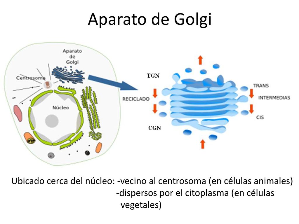 Aparato de Golgi Ubicado cerca del núcleo: -vecino al centrosoma (en células animales) -dispersos por el citoplasma (en células.