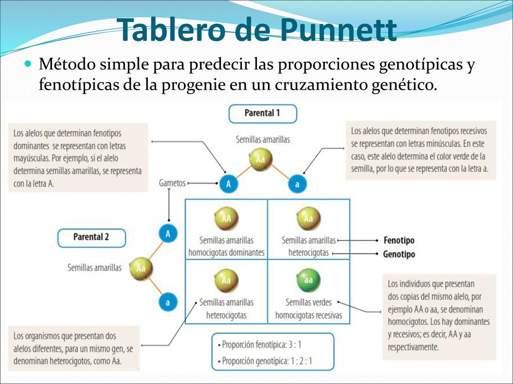 Tablero de Punnett Método simple para predecir las proporciones genotípicas y fenotípicas de la progenie en un cruzamiento genético.