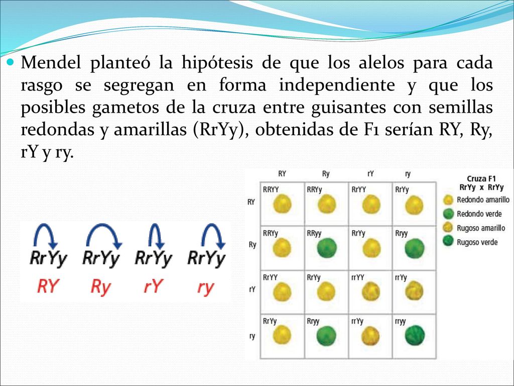 Mendel planteó la hipótesis de que los alelos para cada rasgo se segregan en forma independiente y que los posibles gametos de la cruza entre guisantes con semillas redondas y amarillas (RrYy), obtenidas de F1 serían RY, Ry, rY y ry.