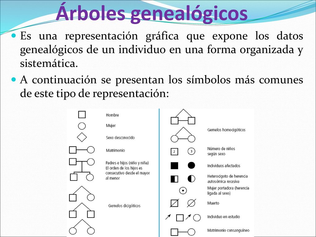 Árboles genealógicos Es una representación gráfica que expone los datos genealógicos de un individuo en una forma organizada y sistemática.