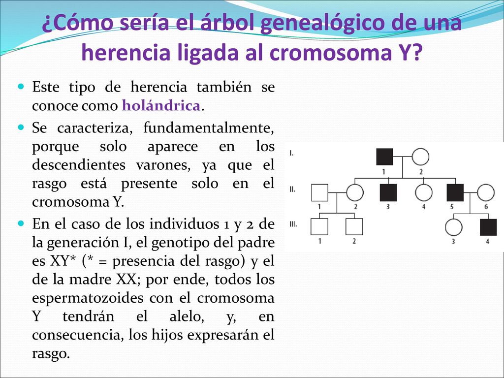 ¿Cómo sería el árbol genealógico de una herencia ligada al cromosoma Y