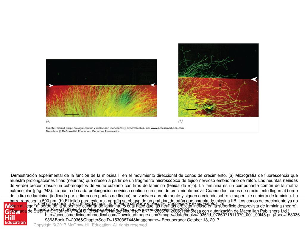 Demostración experimental de la función de la miosina II en el movimiento direccional de conos de crecimiento. (a) Micrografía de fluorescencia que muestra prolongaciones finas (neuritas) que crecen a partir de un fragmento microscópico de tejido nervioso embrionario de ratón. Las neuritas (teñidas de verde) crecen desde un cubreobjetos de vidrio cubierto con tiras de laminina (teñida de rojo). La laminina es un componente común de la matriz extracelular (pág. 243). La punta de cada prolongación nerviosa contiene un cono de crecimiento móvil. Cuando los conos de crecimiento llegan al borde de la tira de laminina (indicado por la línea con puntas de flecha), se vuelven abruptamente y siguen creciendo sobre la superficie cubierta de laminina. La barra representa 500 μm. (b) El tejido para esta micrografía se obtuvo de un embrión de ratón que carecía de miosina IIB. Los conos de crecimiento ya no viran al llegar al borde de la superficie cubierta de laminina, lo cual hace que las neuritas crezcan incluso en la superficie desprovista de laminina (negro). (Tomada de Stephen G. Turney y Paul C. Bridgman, Nature Neurosci. 8:717, 2005; © 2005, reimpresa con autorización de Macmillan Publishers Ltd.)