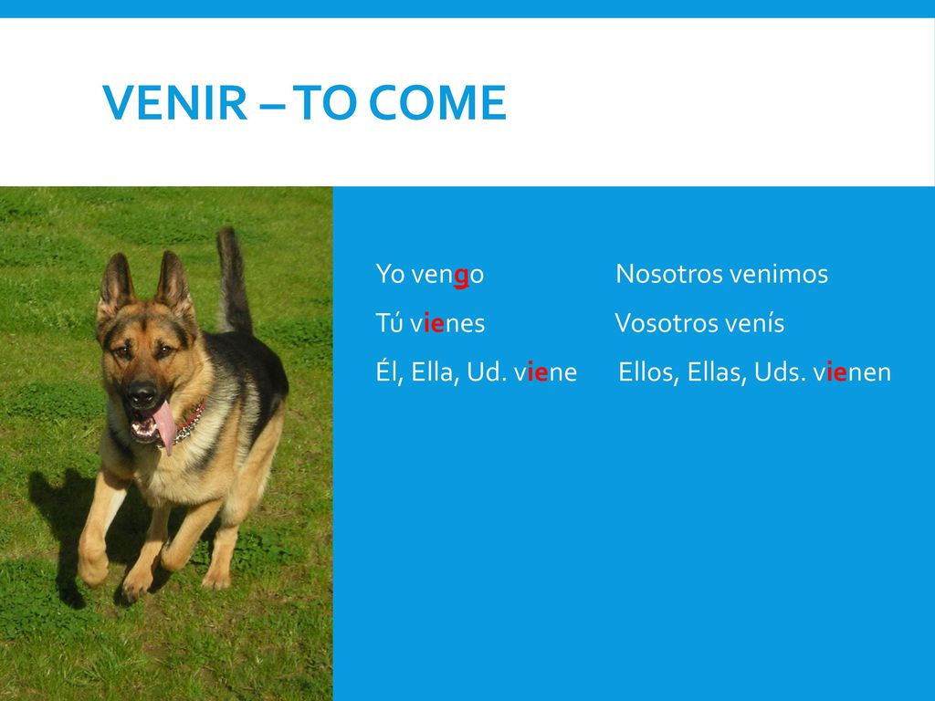 Venir – To come Yo vengo Nosotros venimos Tú vienes Vosotros venís Él, Ella, Ud.