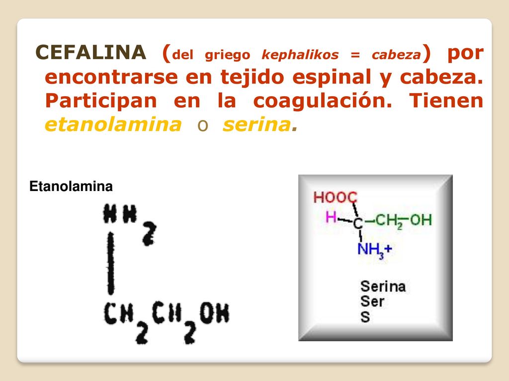 CEFALINA (del griego kephalikos = cabeza) por encontrarse en tejido espinal y cabeza. Participan en la coagulación. Tienen etanolamina o serina.