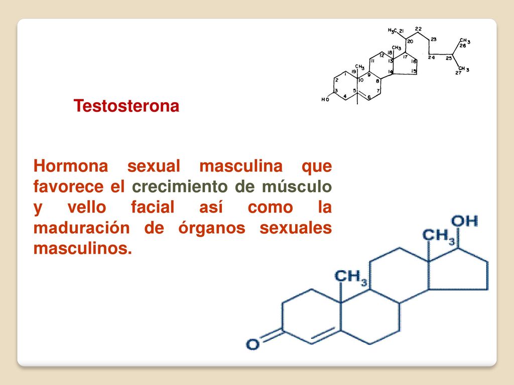 Testosterona Hormona sexual masculina que favorece el crecimiento de músculo y vello facial así como la maduración de órganos sexuales masculinos.