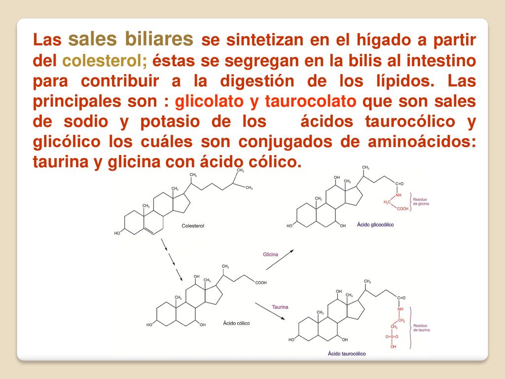 Las sales biliares se sintetizan en el hígado a partir del colesterol; éstas se segregan en la bilis al intestino para contribuir a la digestión de los lípidos.