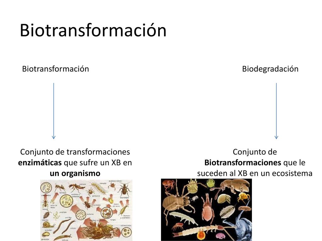 Conjunto de Biotransformaciones que le suceden al XB en un ecosistema