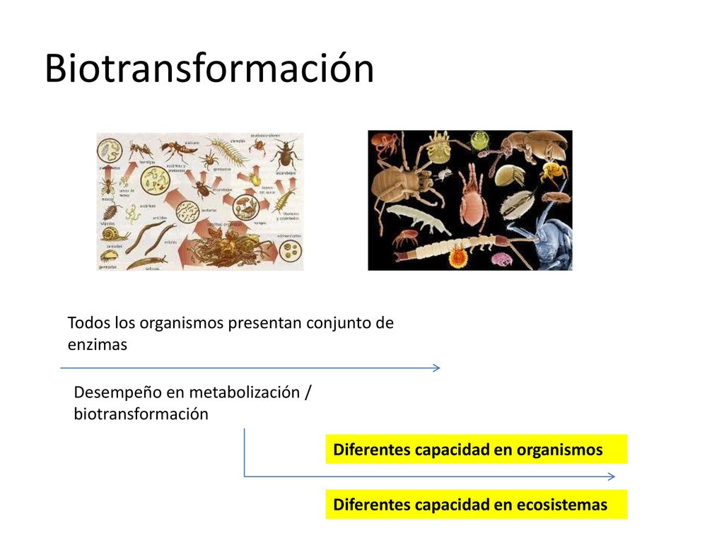 Biotransformación Todos los organismos presentan conjunto de enzimas