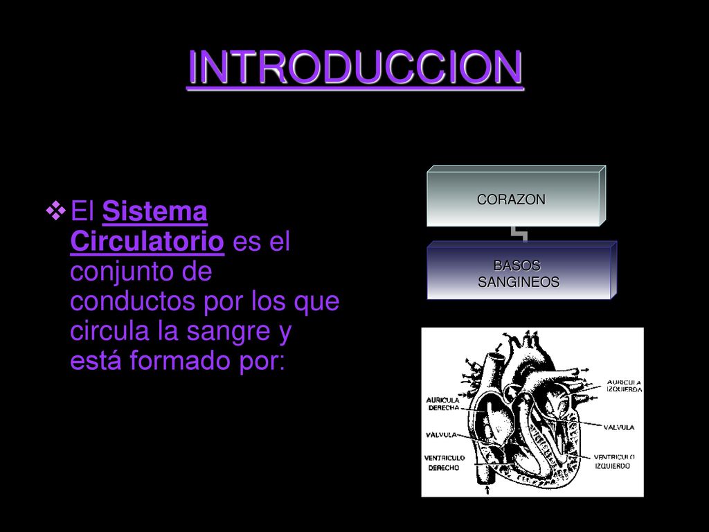INTRODUCCION El Sistema Circulatorio es el conjunto de conductos por los que circula la sangre y está formado por: