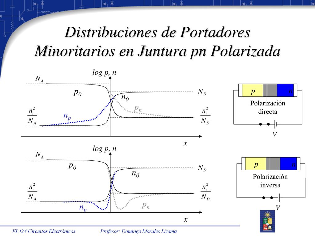 Distribuciones de Portadores Minoritarios en Juntura pn Polarizada