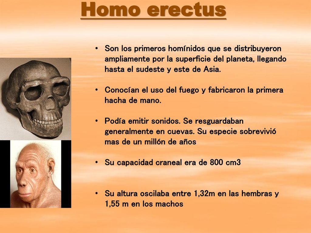 Homo erectus Son los primeros homínidos que se distribuyeron am­pliamente por la superficie del planeta, llegando hasta el sudeste y este de Asia.
