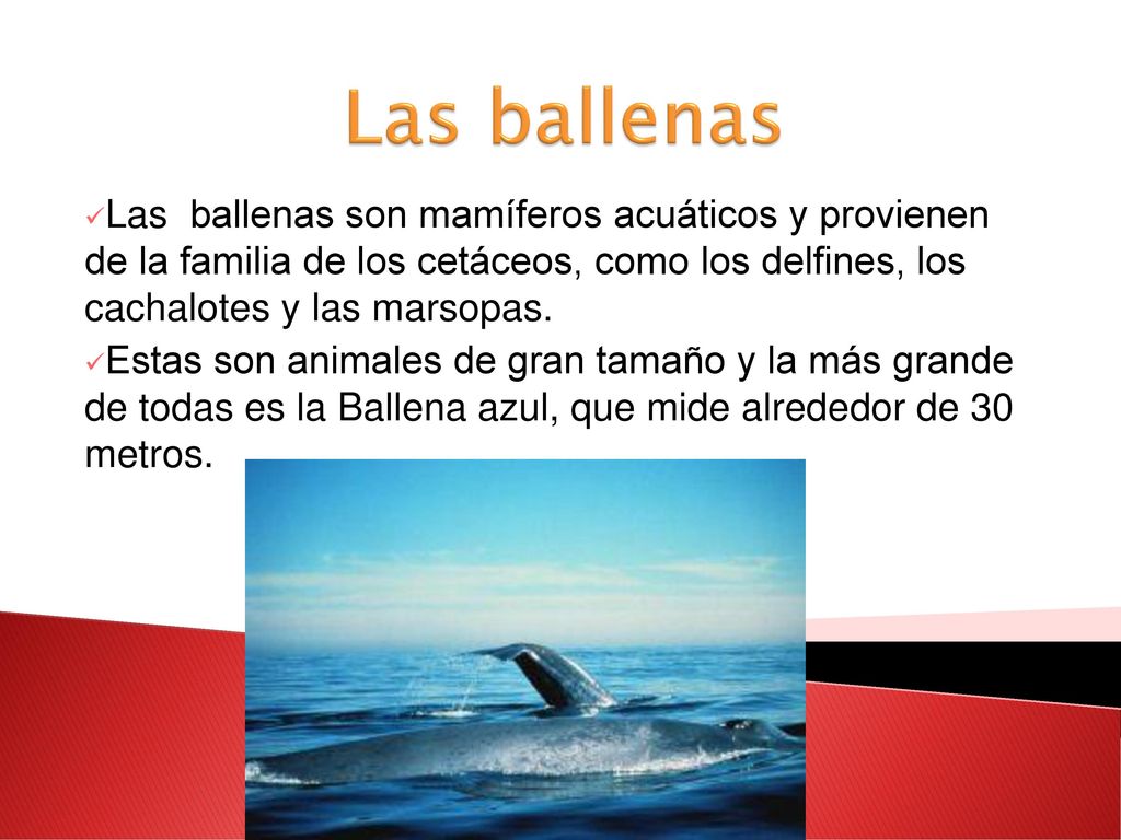 Las ballenas Las ballenas son mamíferos acuáticos y provienen de la familia de los cetáceos, como los delfines, los cachalotes y las marsopas.