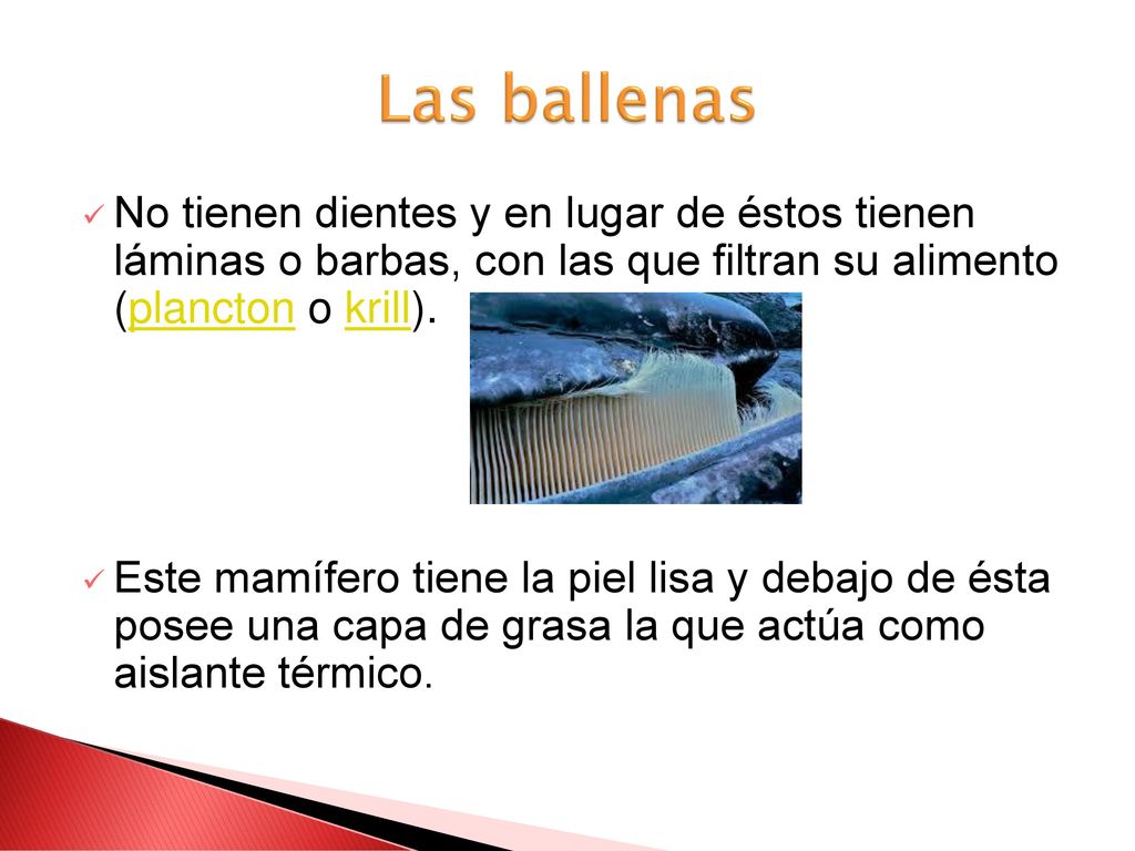 Las ballenas No tienen dientes y en lugar de éstos tienen láminas o barbas, con las que filtran su alimento (plancton o krill).