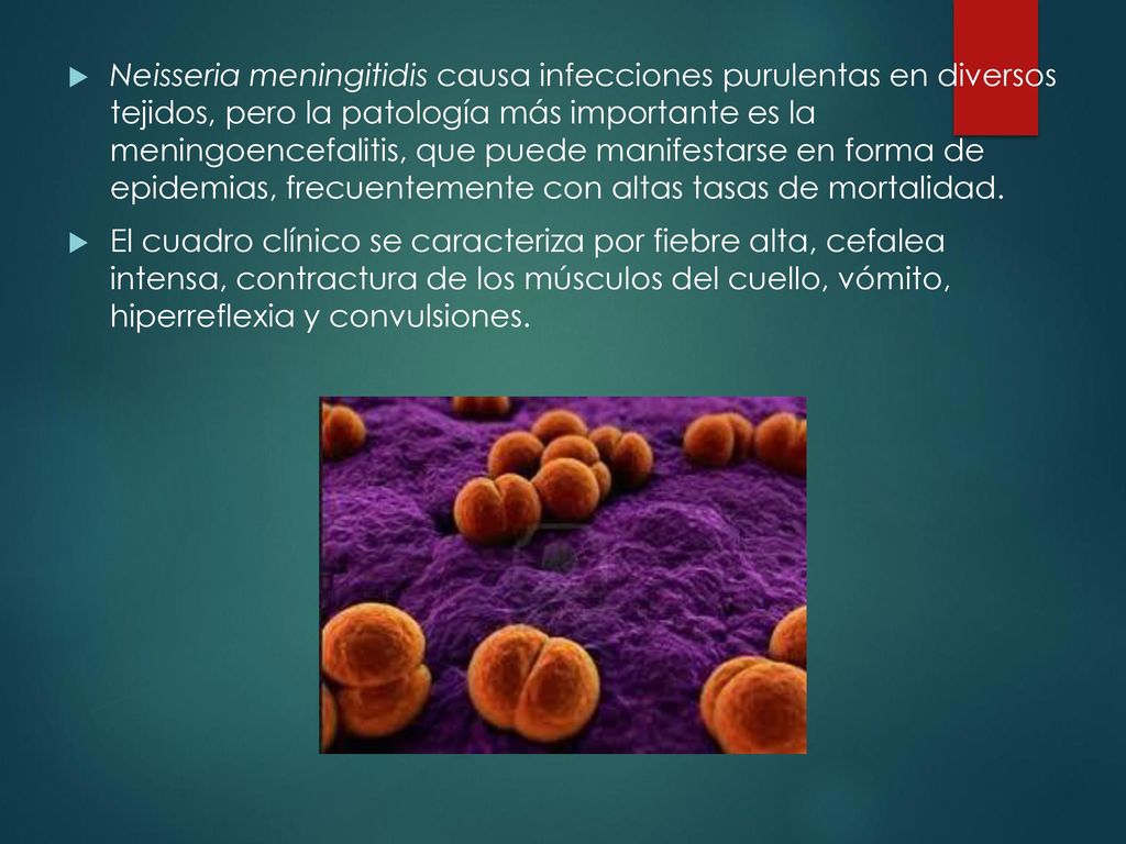 Neisseria meningitidis causa infecciones purulentas en diversos tejidos, pero la patología más importante es la meningoencefalitis, que puede manifestarse en forma de epidemias, frecuentemente con altas tasas de mortalidad.