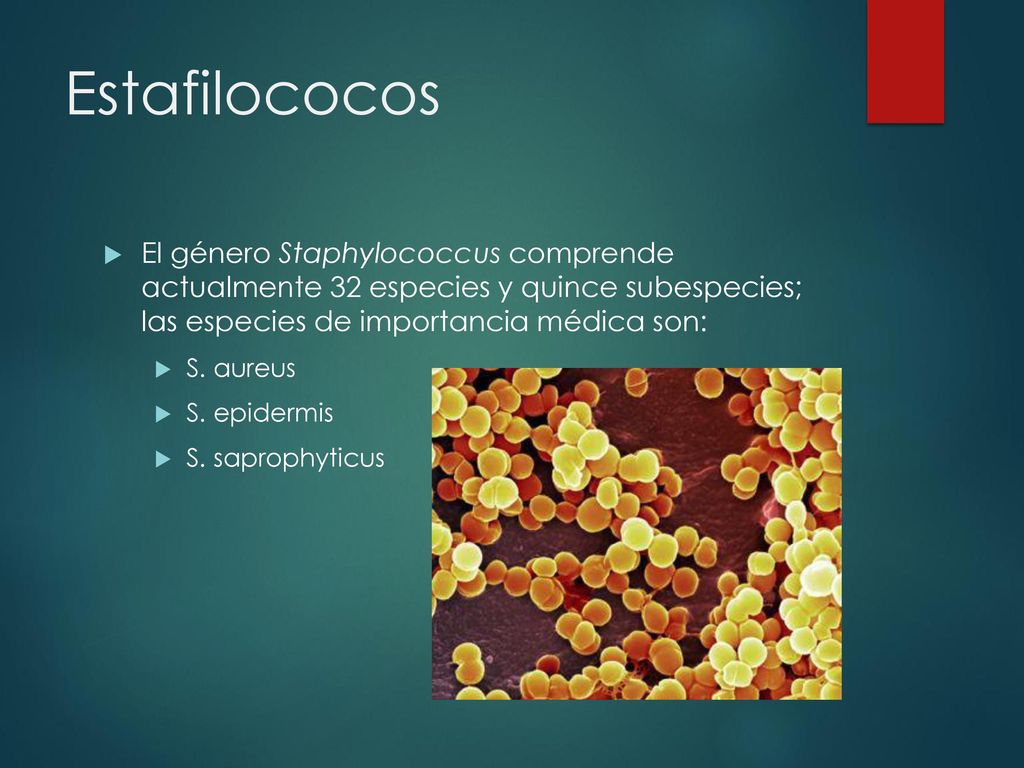 Estafilococos El género Staphylococcus comprende actualmente 32 especies y quince subespecies; las especies de importancia médica son: