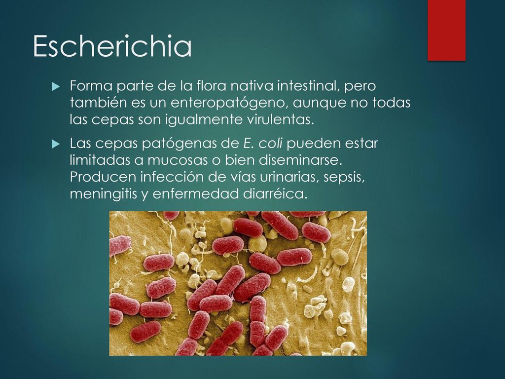 Escherichia Forma parte de la flora nativa intestinal, pero también es un enteropatógeno, aunque no todas las cepas son igualmente virulentas.