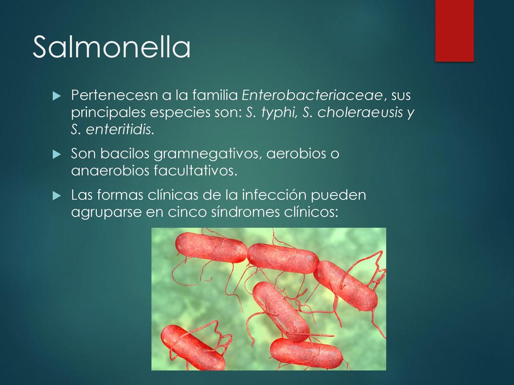 Salmonella Pertenecesn a la familia Enterobacteriaceae, sus principales especies son: S. typhi, S. choleraeusis y S. enteritidis.