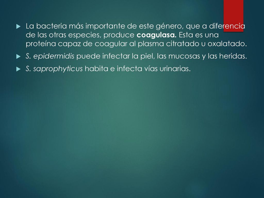 La bacteria más importante de este género, que a diferencia de las otras especies, produce coagulasa. Esta es una proteína capaz de coagular al plasma citratado u oxalatado.
