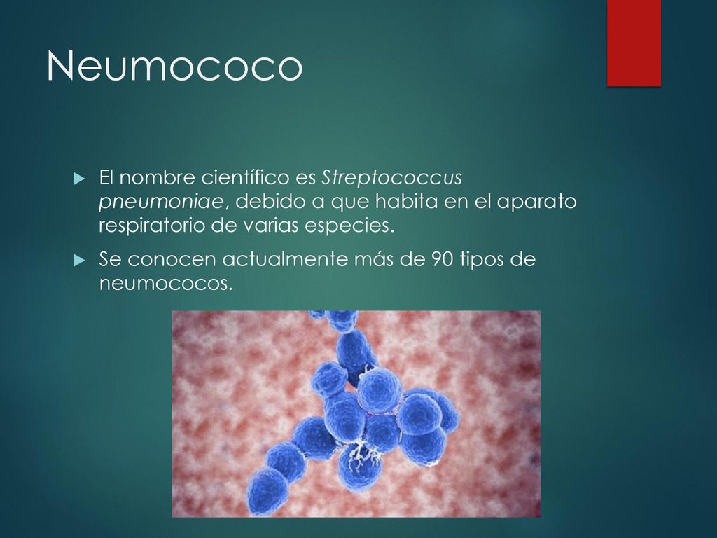Neumococo El nombre científico es Streptococcus pneumoniae, debido a que habita en el aparato respiratorio de varias especies.