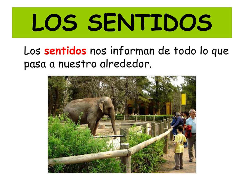 LOS SENTIDOS Los sentidos nos informan de todo lo que pasa a nuestro alrededor.