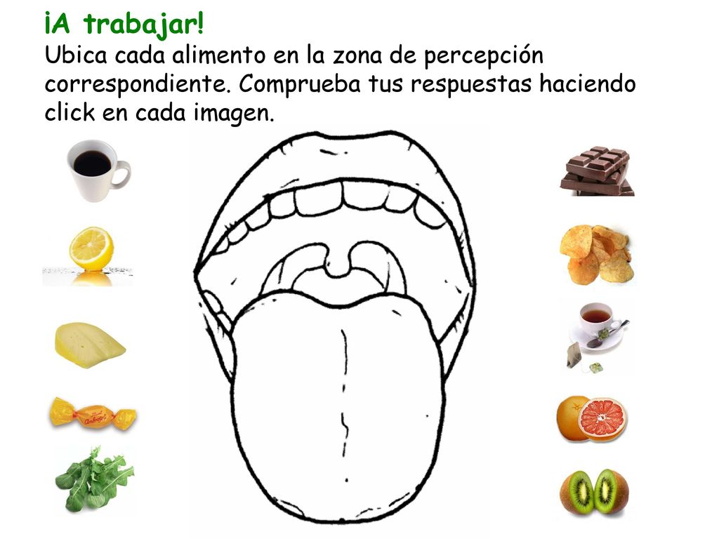 ¡A trabajar. Ubica cada alimento en la zona de percepción correspondiente.