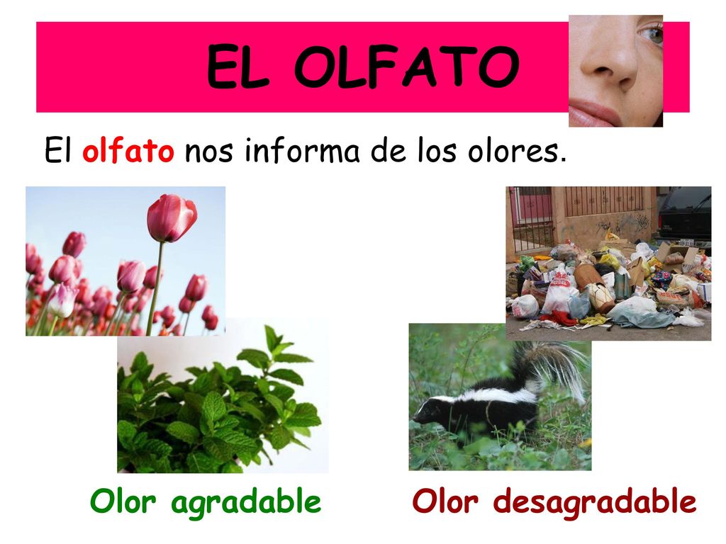 EL OLFATO El olfato nos informa de los olores. Olor agradable