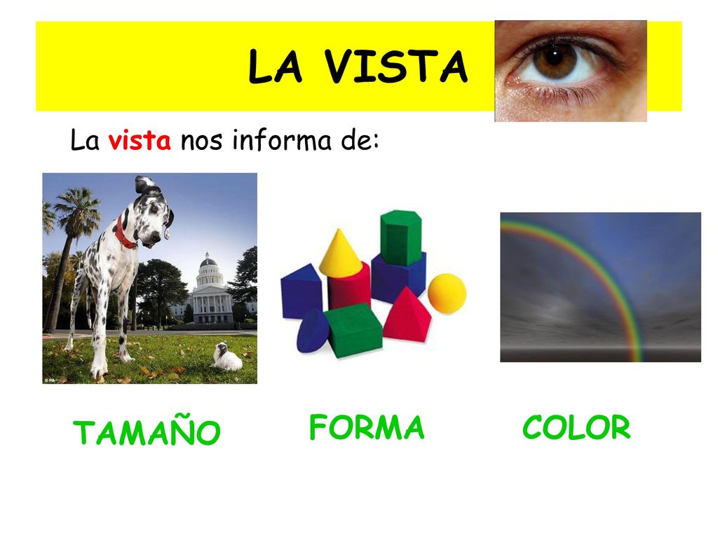 LA VISTA La vista nos informa de: FORMA COLOR TAMAÑO