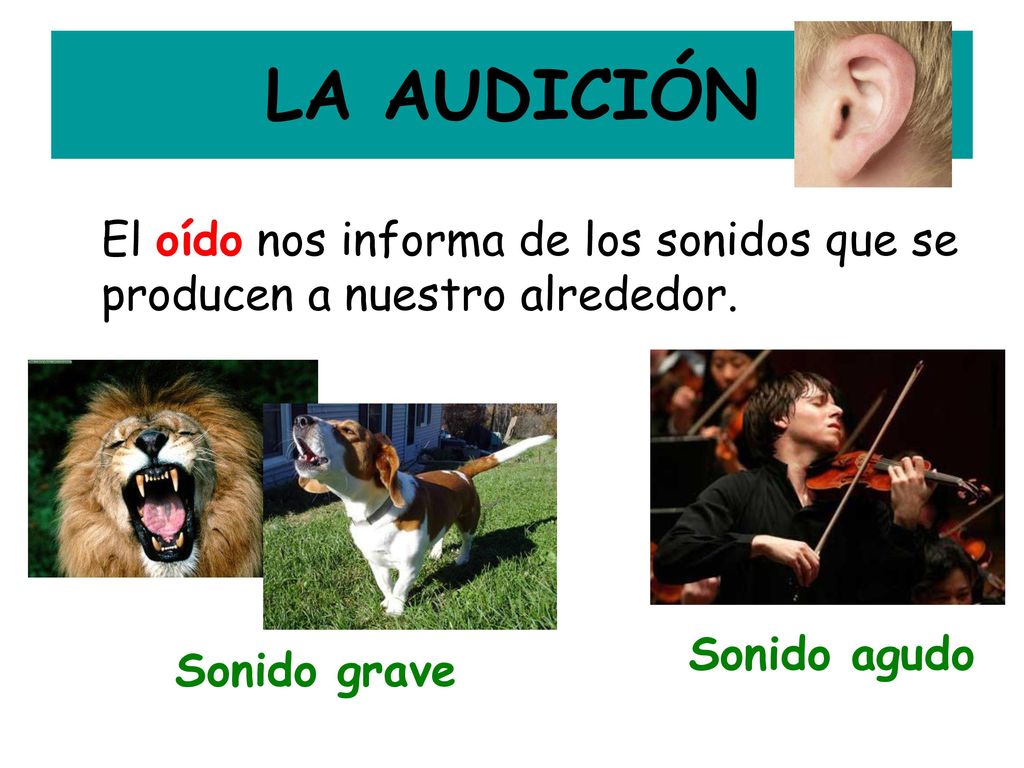 LA AUDICIÓN El oído nos informa de los sonidos que se producen a nuestro alrededor.