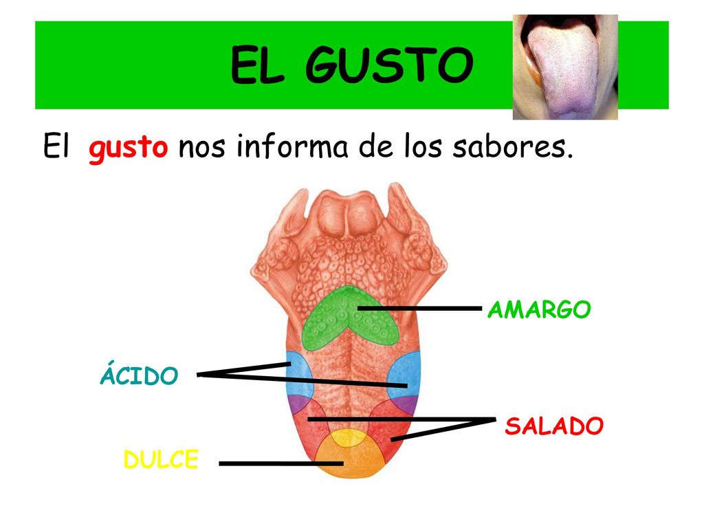 EL GUSTO El gusto nos informa de los sabores. AMARGO ÁCIDO SALADO