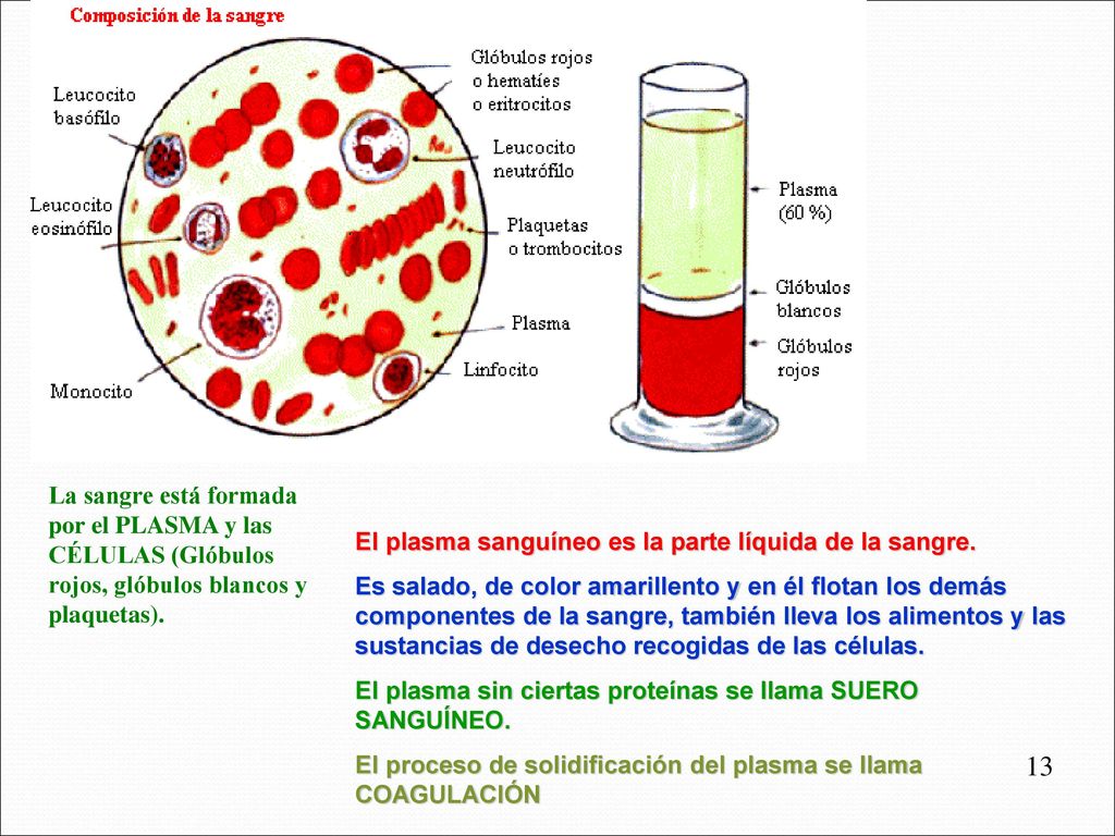 La sangre está formada por el PLASMA y las CÉLULAS (Glóbulos rojos, glóbulos blancos y plaquetas).