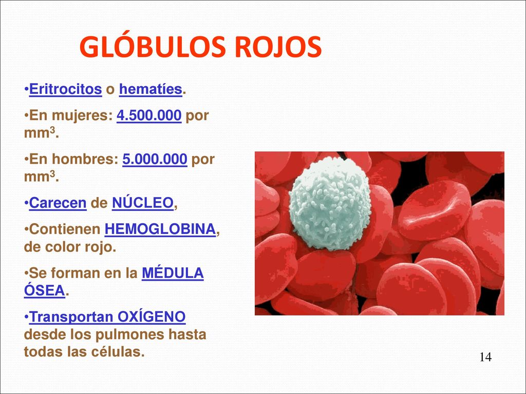 GLÓBULOS ROJOS Eritrocitos o hematíes. En mujeres: por mm3.