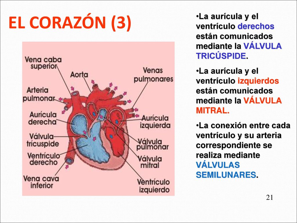 EL CORAZÓN (3) La aurícula y el ventrículo derechos están comunicados mediante la VÁLVULA TRICÚSPIDE.
