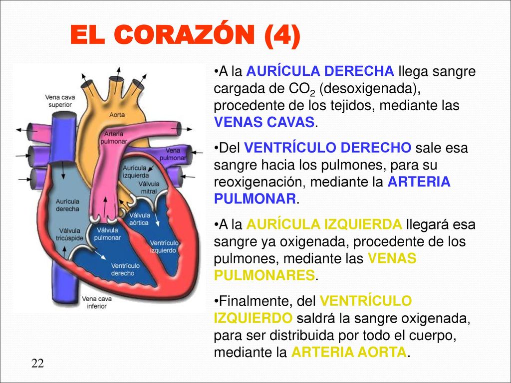 EL CORAZÓN (4) A la AURÍCULA DERECHA llega sangre cargada de CO2 (desoxigenada), procedente de los tejidos, mediante las VENAS CAVAS.