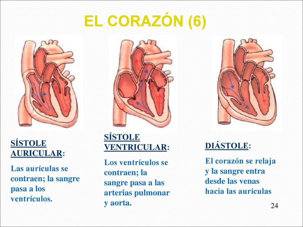 EL CORAZÓN (6) SÍSTOLE VENTRICULAR: SÍSTOLE AURICULAR: DIÁSTOLE: