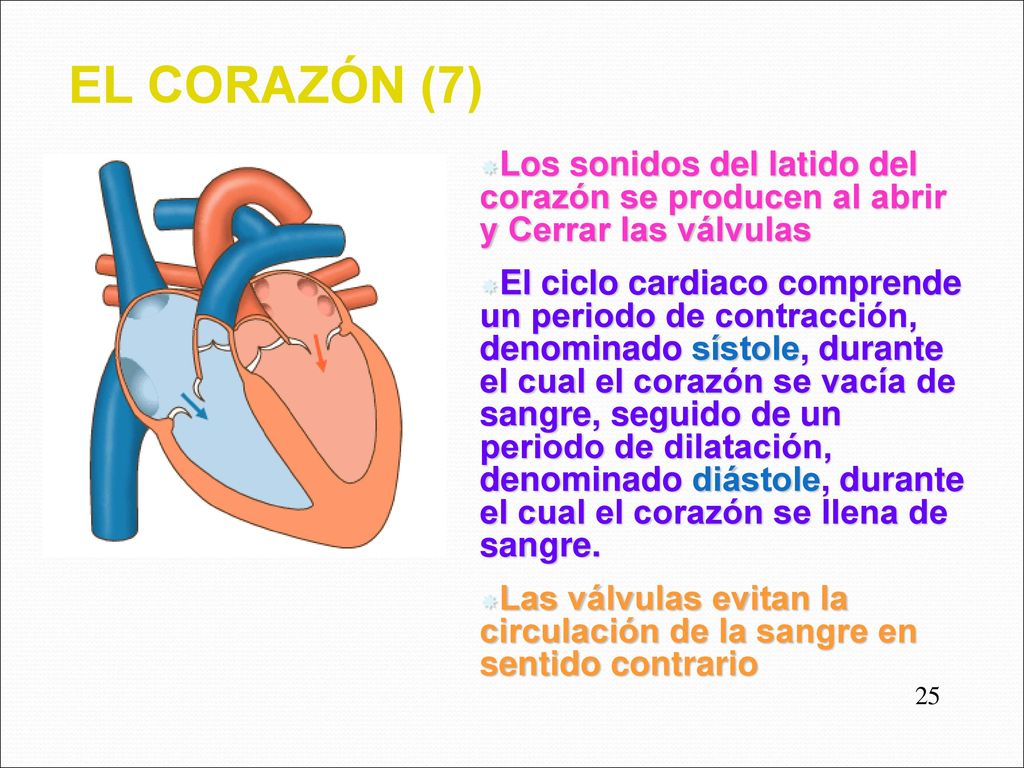 EL CORAZÓN (7) Los sonidos del latido del corazón se producen al abrir y Cerrar las válvulas.