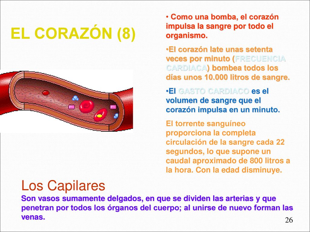 Como una bomba, el corazón impulsa la sangre por todo el organismo.