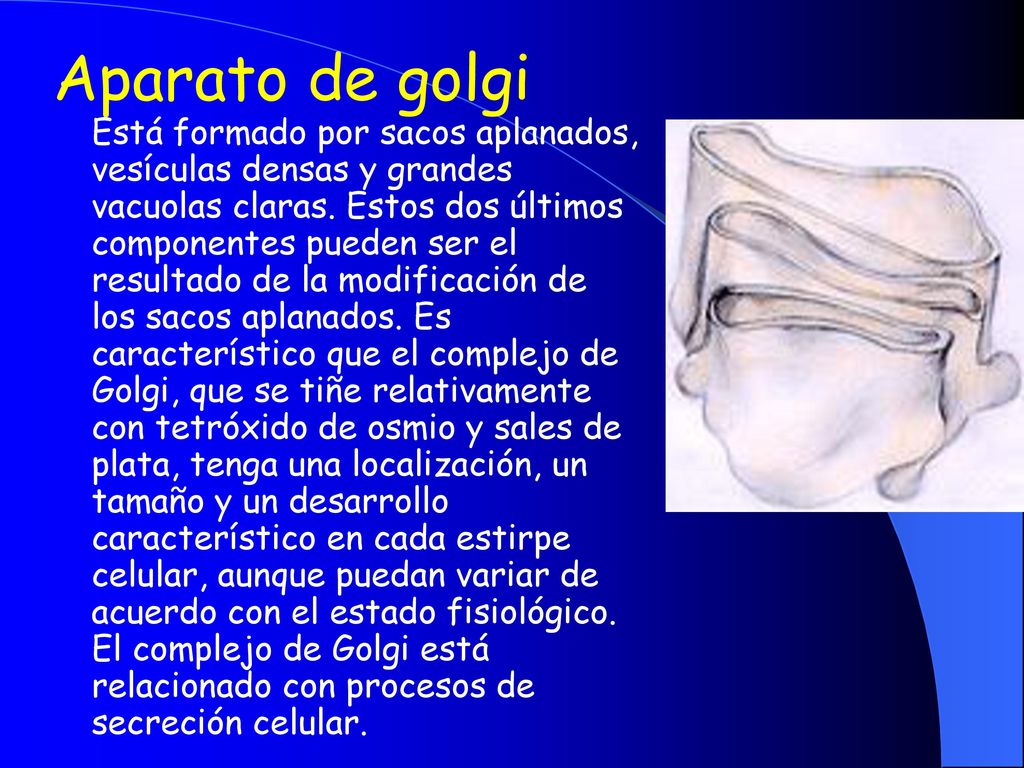 Aparato de golgi Está formado por sacos aplanados, vesículas densas y grandes vacuolas claras. Estos dos últimos componentes pueden ser el resultado de la modificación de los sacos aplanados. Es característico que el complejo de Golgi, que se tiñe relativamente con tetróxido de osmio y sales de plata, tenga una localización, un tamaño y un desarrollo característico en cada estirpe celular, aunque puedan variar de acuerdo con el estado fisiológico. El complejo de Golgi está relacionado con procesos de secreción celular.
