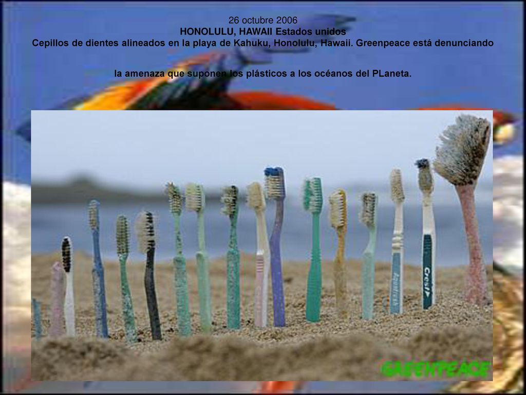 26 octubre 2006 HONOLULU, HAWAII Estados unidos Cepillos de dientes alineados en la playa de Kahuku, Honolulu, Hawaii.